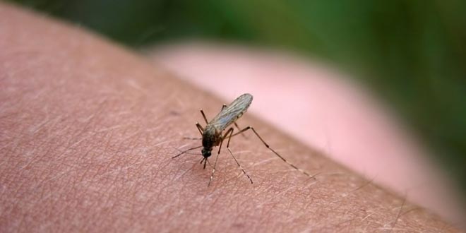 picaduras-de-mosquitos