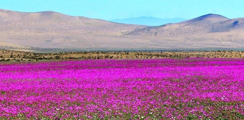 El desierto de Atacama se viste de rosa
