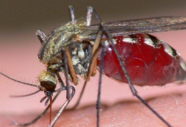 El virus del Zika: entérese de sus causas y que otros virus nos amenazan