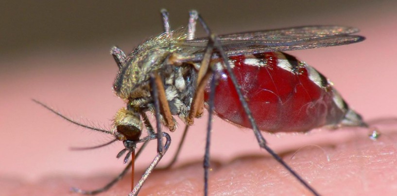 El virus del Zika: entérese de sus causas y que otros virus nos amenazan